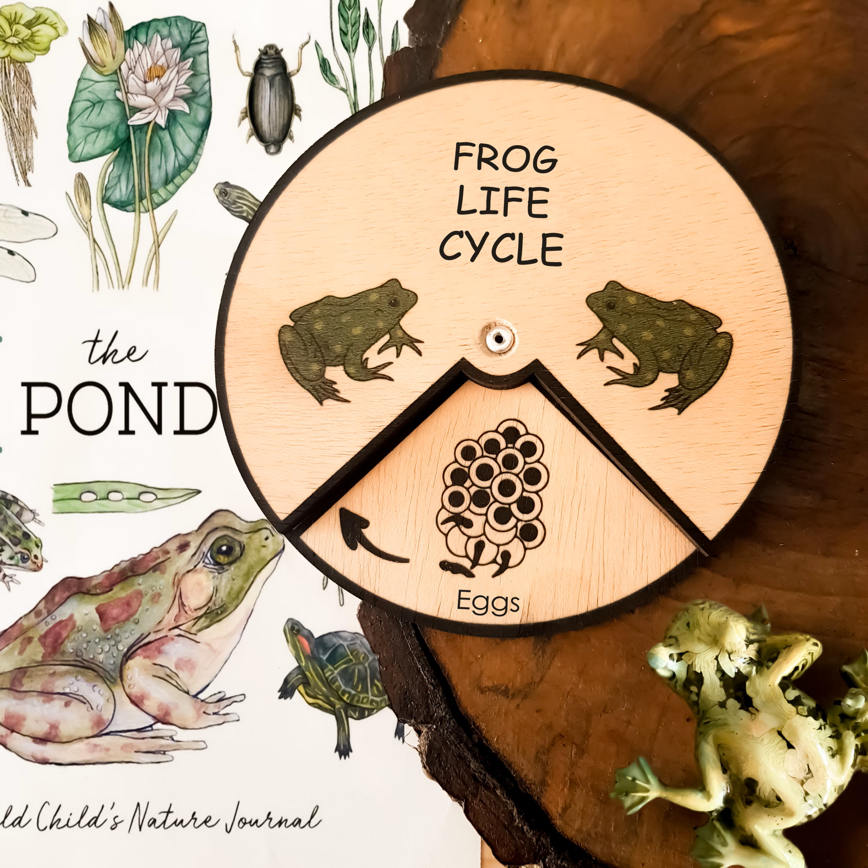 Frog  Life Cycle