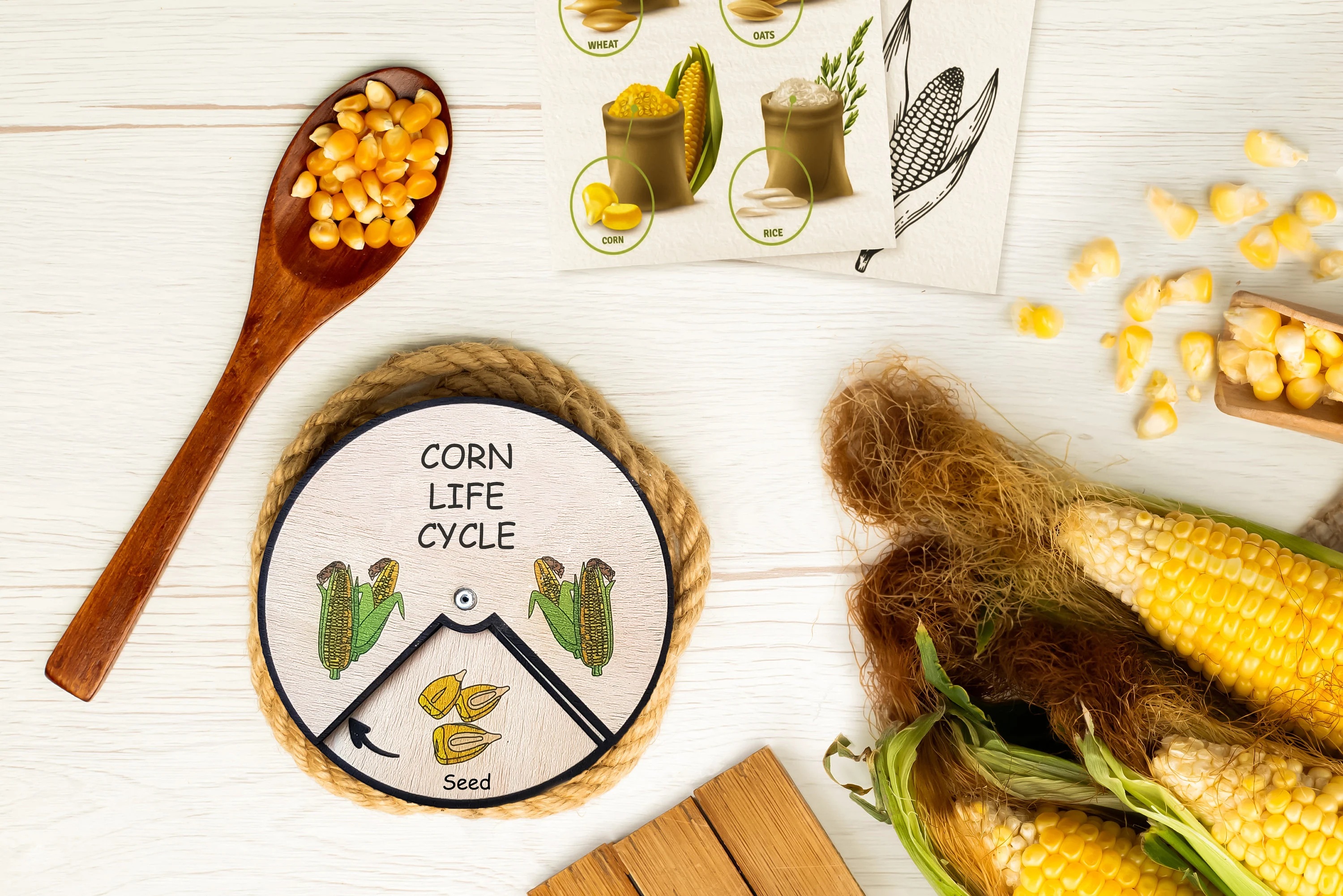 Corn Life Cycle