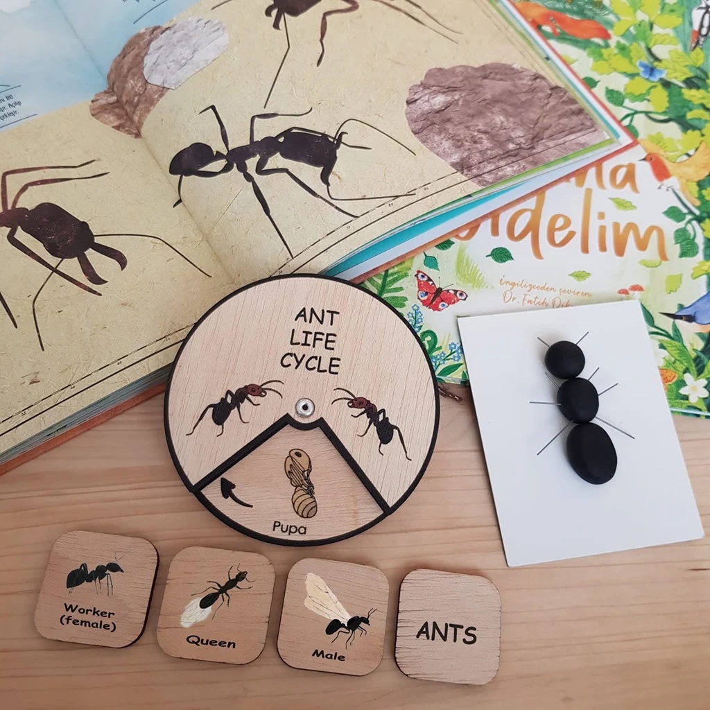 Ant Life Cycle