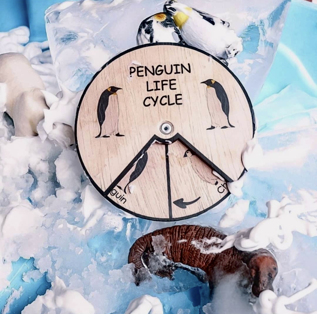 Penguin Life Cycle