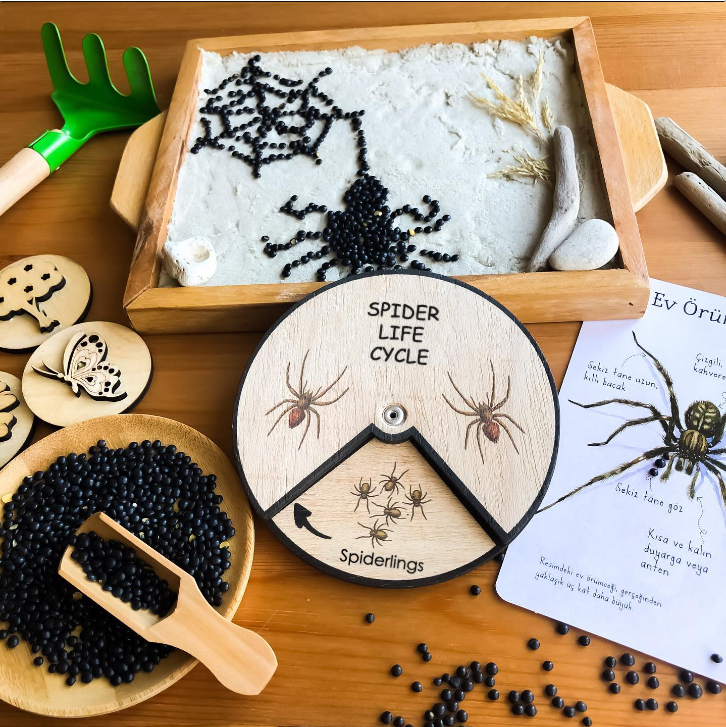 Spider Life Cycle