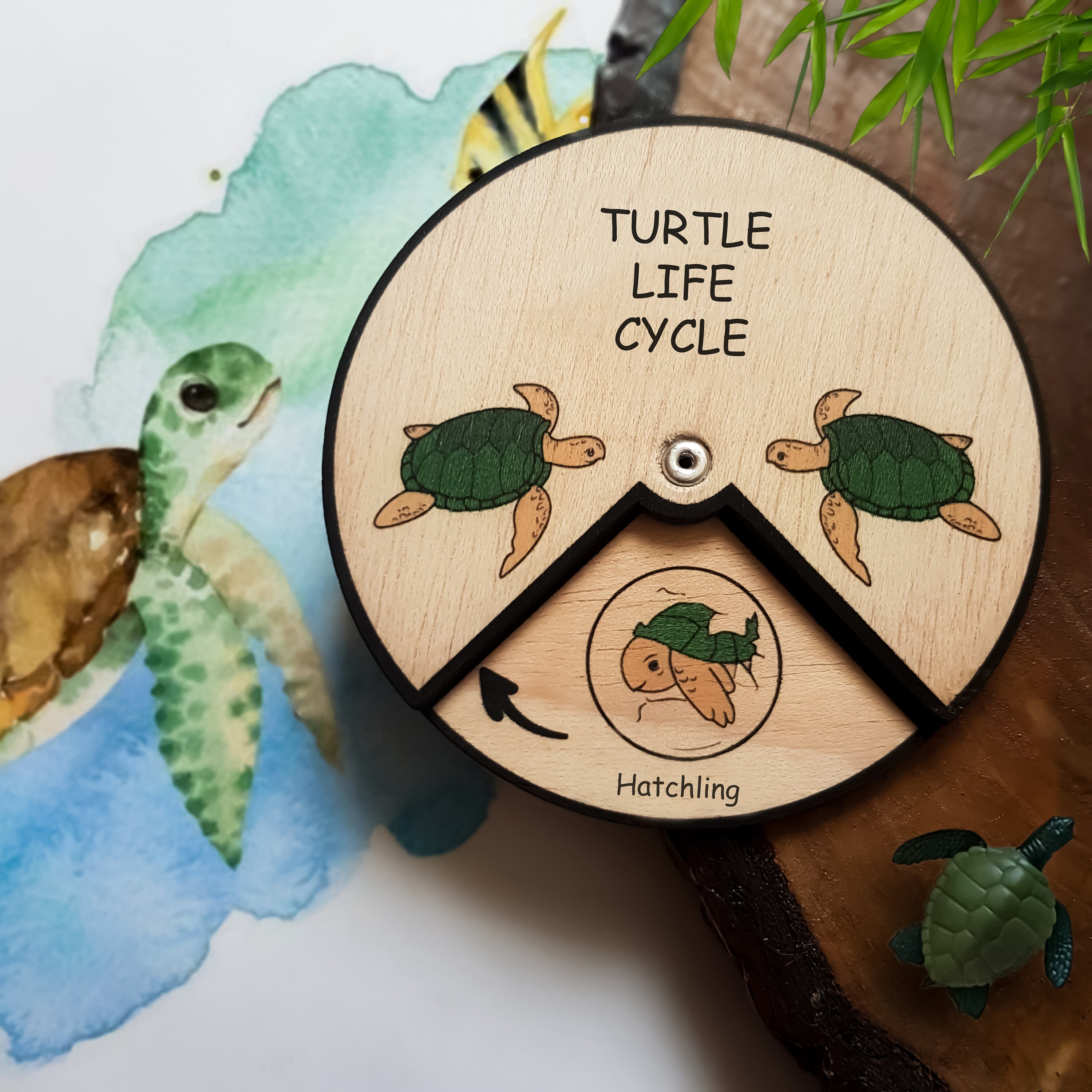 Turtle Life Cycle