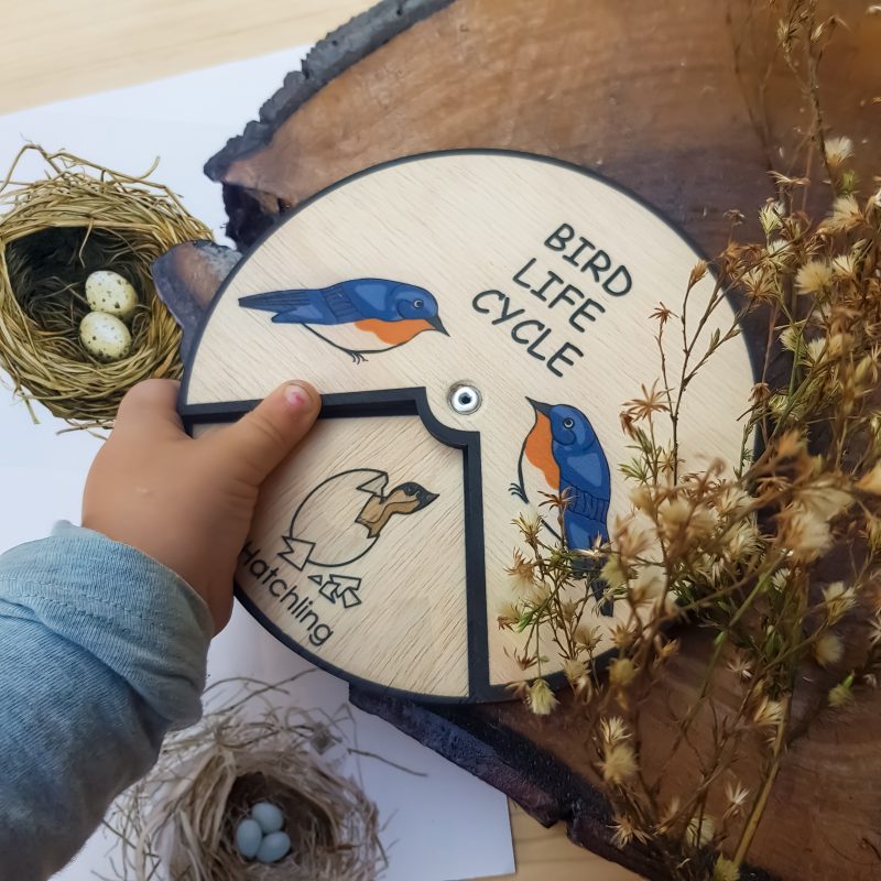 Bird Life Cycle