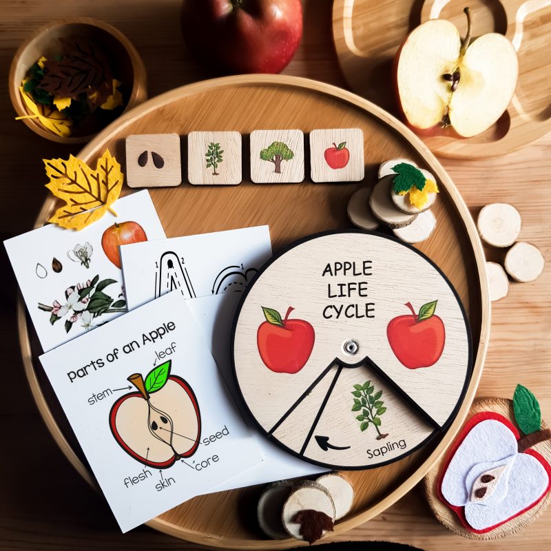 Apple Life Cycle