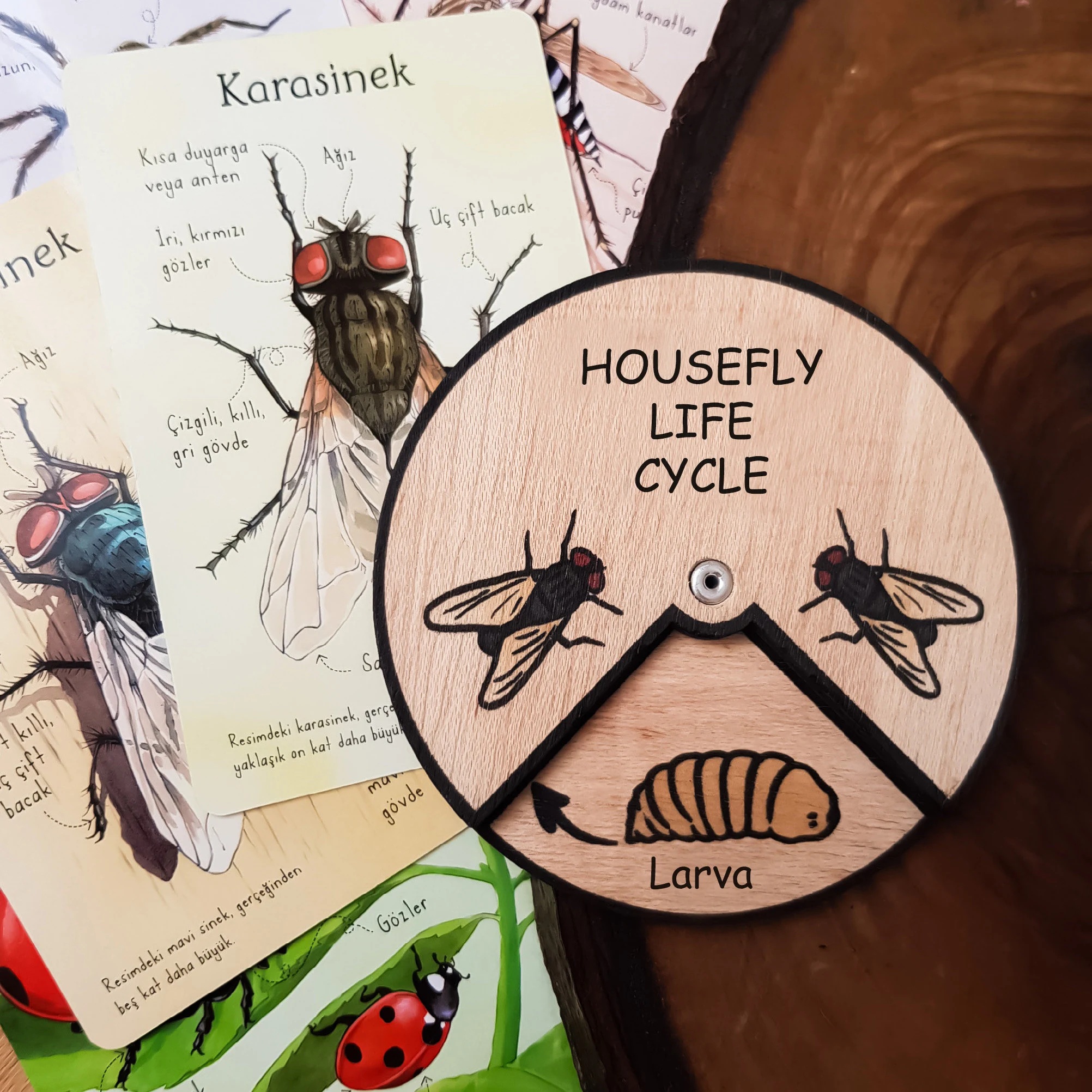 HouseFLy Life Cycle