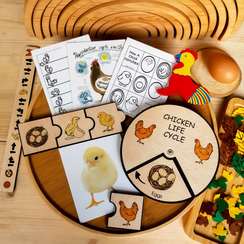 Chicken Life Cycle