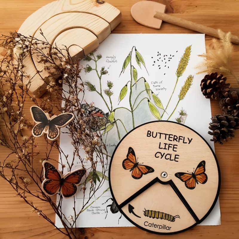 Butterfly Life Cycle